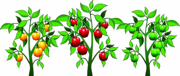 Farverige peberfrugter – Stock-vektor