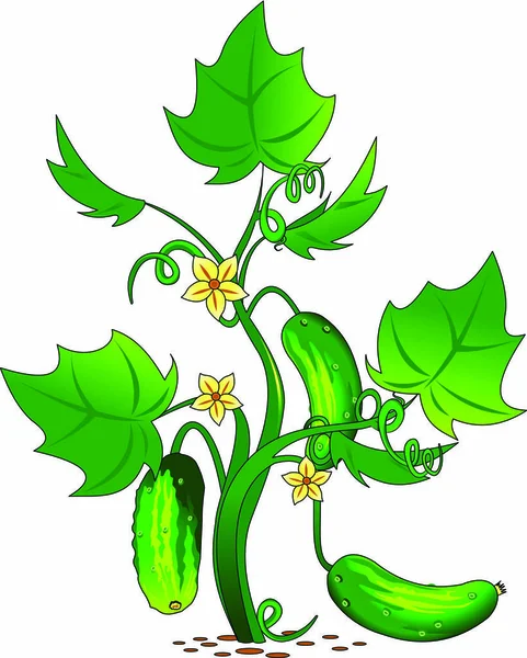 Огурцы зеленые — стоковый вектор