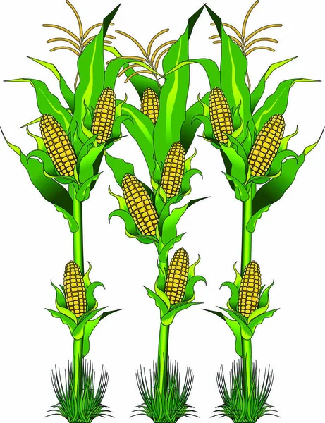 Ripe fresh yellow corn — Stock Vector