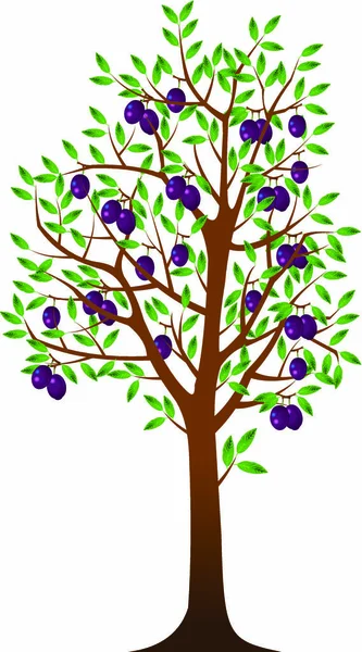 Fruits on plum tree — Stock Vector
