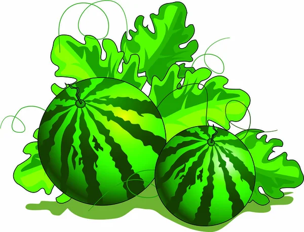 Vattenmelon plantation sömlösa mönster — Stock vektor