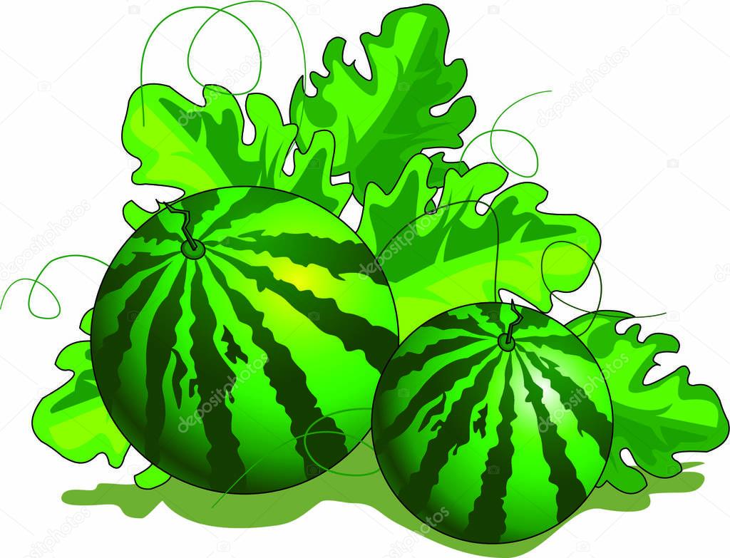 Watermelon plantation seamless pattern