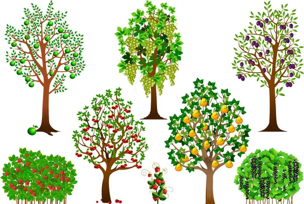Collection of fruit trees — Stock Vector