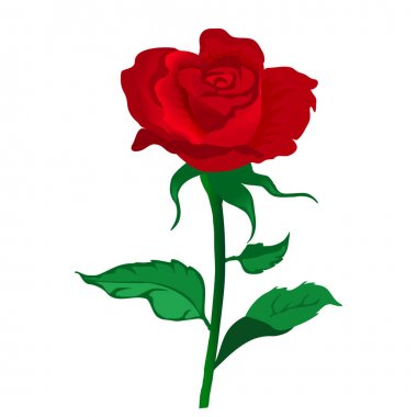 Güzel kırmızı gül beyaz izole. Vektör