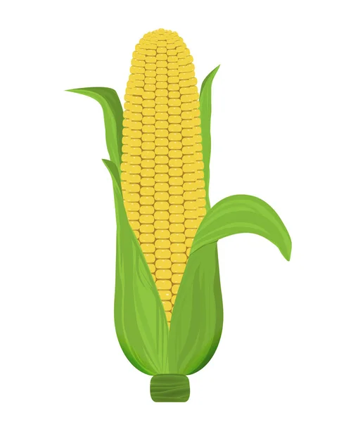 Il mais è maturo con foglie isolate su fondo bianco. Vettore — Vettoriale Stock