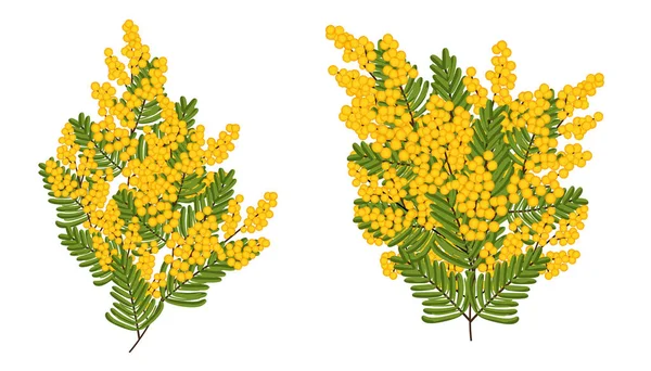 Mimosa isolated on white background. Two Branch of Spring yellow flowers. Vector — 스톡 벡터