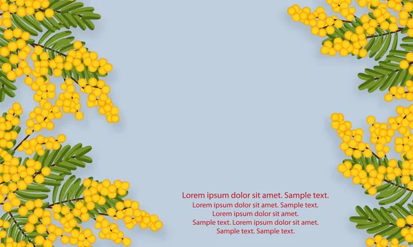 Mimosa flowers with branches and leaves on light background. View with copy space add text. Spring yellow flowers. Vector