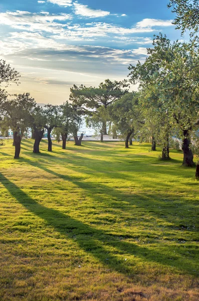 Olijfboom boomgaard — Stockfoto