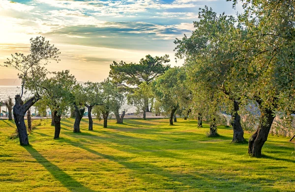 Olive Tree Orchard — Stock Fotó