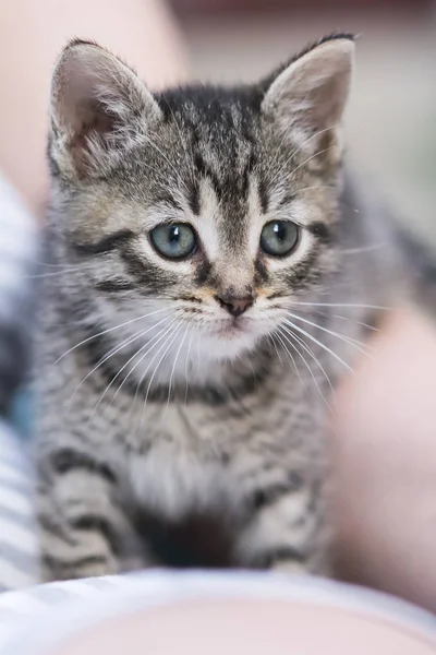 Cyperse kitten kat — Stockfoto