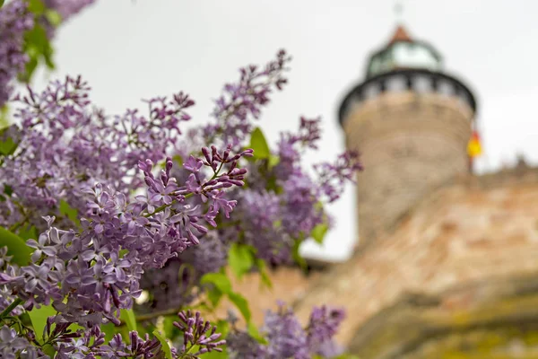 Fleur de lilas par le château de Nuremberg — Photo