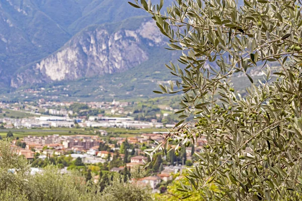 Olive tree in Italy