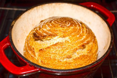 Whole wheat bread loaf baked in dutch oven iron cast pot fresh from the oven, pure levain recipe clipart