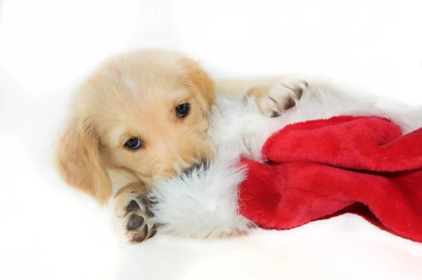 Golden retreiver or labrador puppy playing with sant hat — Stock Photo, Image