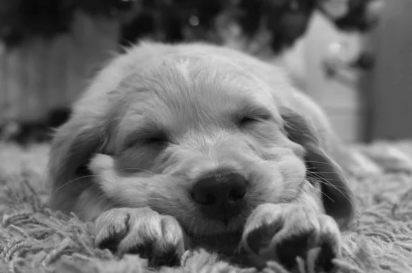 Labrador 6 week old puppy asleep — Stock Photo, Image
