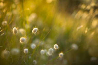 Hare veya Bunny kuyrukları çimen Lagurus Ovatus Plajı'nda dunes üzerinde büyüyen