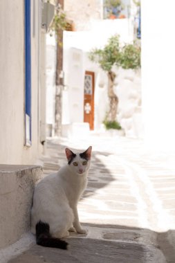 bir yunan adasında pitoresk bir sokakta kedi
