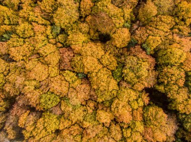 renkli sonbahar ağaçlar 