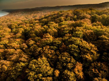 renkli sonbahar ağaçlar 