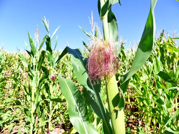 Majskolv i fältet majs mot en blå himmel — Stockfoto
