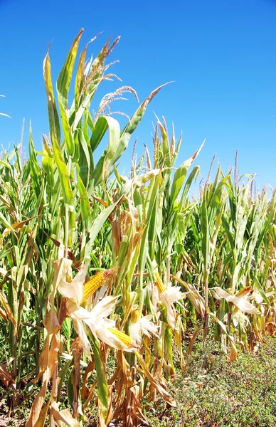 Mais sul gambo nel campo di grano — Foto Stock