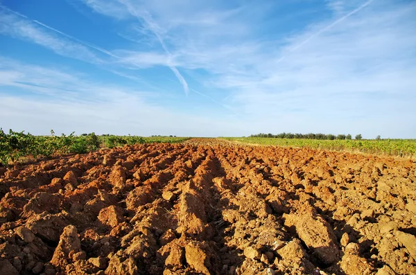 Plowed field and vineyard — Stock Photo, Image