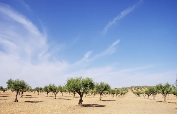 Drzewa oliwki w alentejo, Portugalia — Zdjęcie stockowe