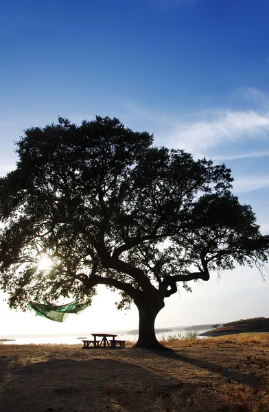 Eik in alqueva meer, portugal — Stockfoto