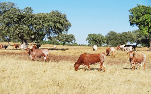 İnekler geniş kırsal alanlarda. Portekiz'in Alentejo bölgesi — Stok fotoğraf