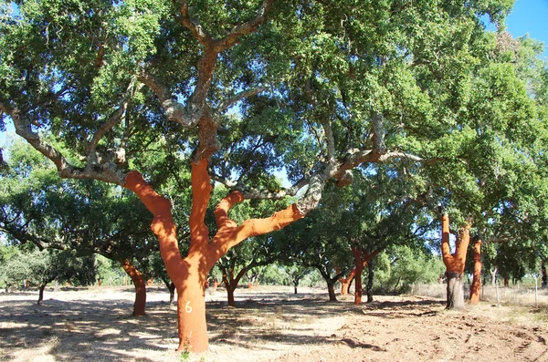 Stripped Cork Trees  at Portugal — Stock Photo, Image