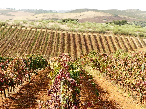 Rzędy winorośli w jesień winnic, alentejo, Portugalia — Zdjęcie stockowe