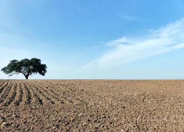 Tree in plowed field at Alentejo region, south of Portugal — Stock Photo, Image