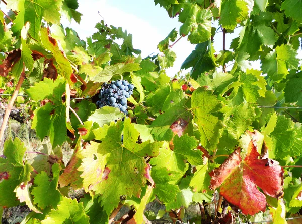 Zwarte druiven en kleurrijke bladeren, herfst seizoen — Stockfoto