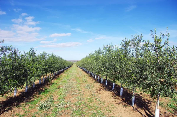 Olíva fa mezőben alentejo, Portugália — Stock Fotó