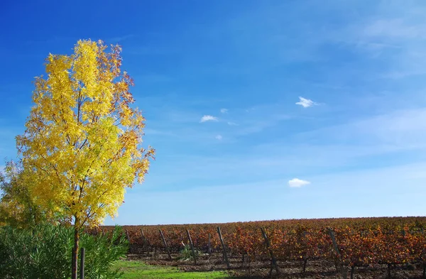 Albero autunnale nel campo a sud del Portogallo — Foto Stock