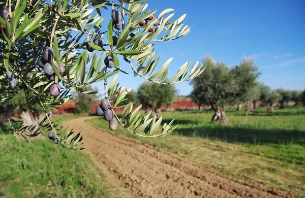 Olive su ramo — Foto Stock