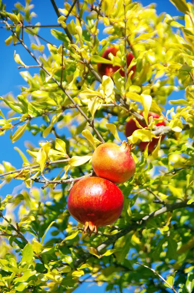 Gránátalma gyümölcs fa ága — Stock Fotó