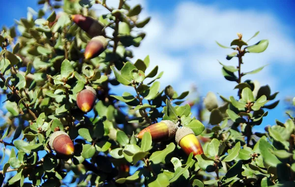 Mediterranean ripe acorns on branch — Stock Photo, Image