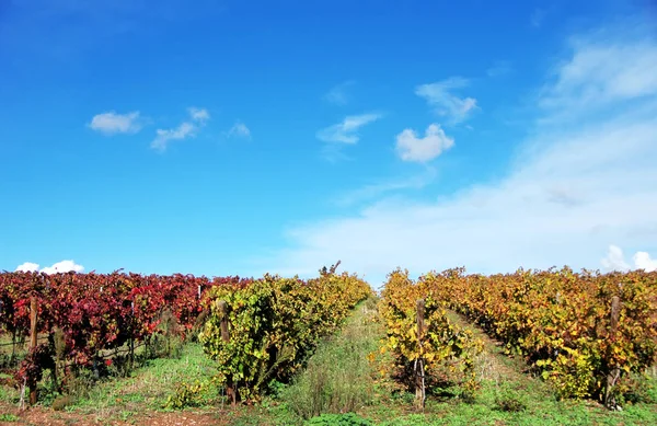 Виноградники в осінній сезон, Алентежу, Португалія — стокове фото