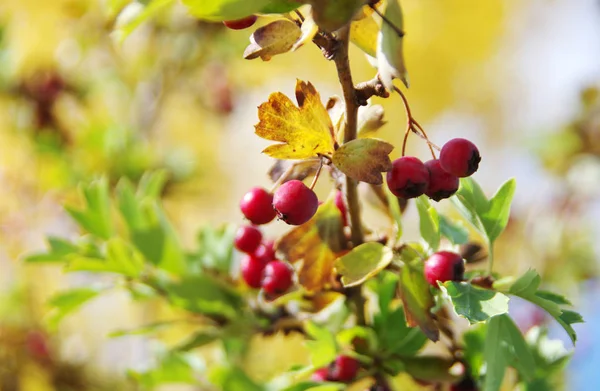 枝に鮮やかな赤い果実の束 — ストック写真