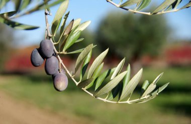 Zeytin ağacı meyve, güneyinde Portekiz ile