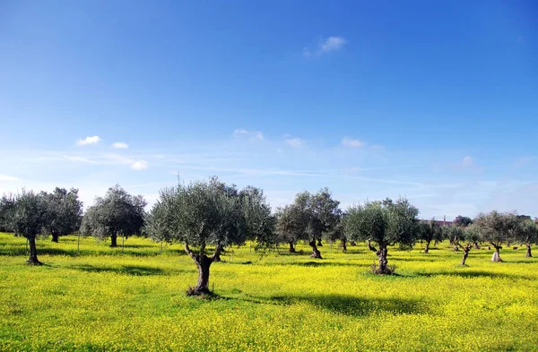 Portekiz güneyinde zeytin ağacı ve sarı çiçek — Stok fotoğraf