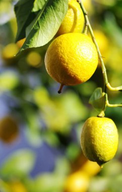 iki limon bir limon ağacına asılı