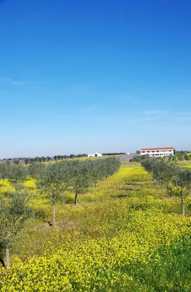 Flowery field at south of Portugal — Stock Photo, Image