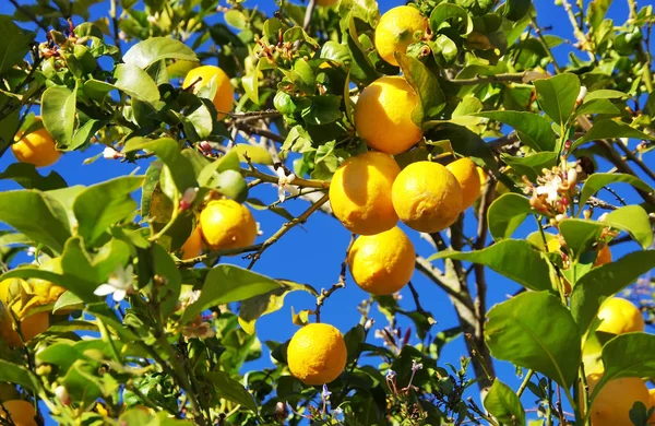 Limones creciendo en el limonero — Foto de Stock