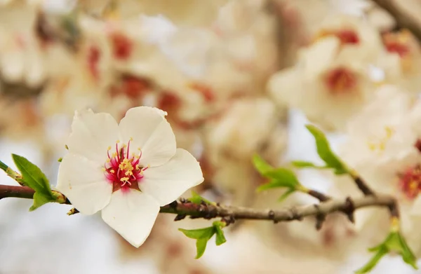 Mandorlo fiore rosa con rami — Foto Stock