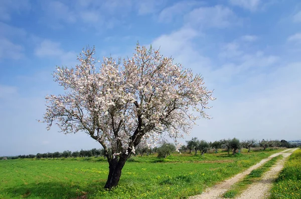 Almendro solitario en el sur de Portugal — Foto de Stock