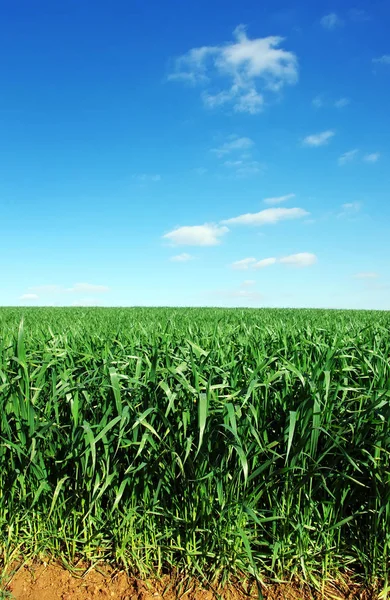 Rolnych pole pszenicy zielony, niebieski niebo — Zdjęcie stockowe