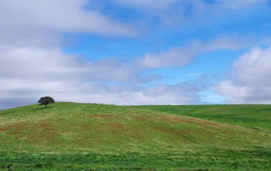 Portekiz güneyinde alan oa alentejo ağacında