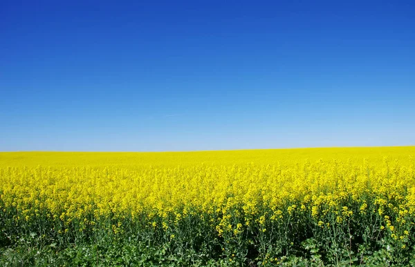 Canola field at south of Portugal — Stock Photo, Image